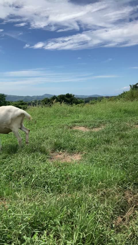 ノラ's cafe 無農薬・添加物不使用の本気ヘルシーカフェ