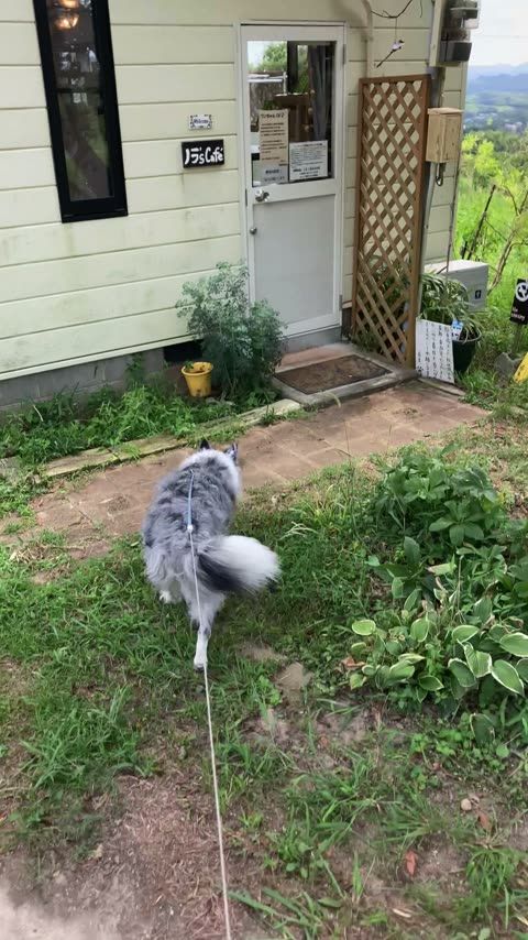 ノラ's cafe ワンコメニュー・カフェメニューの両立
