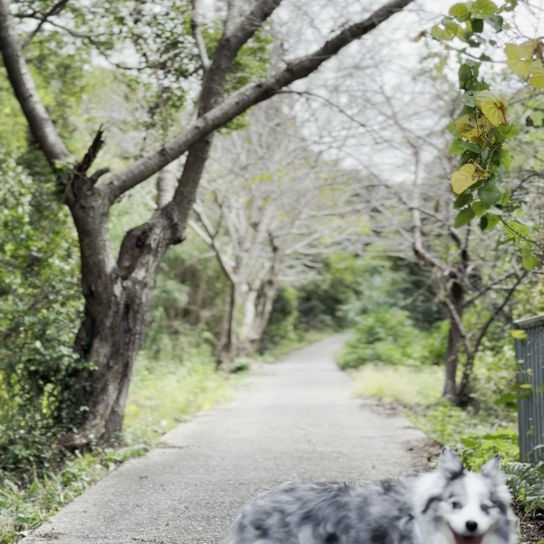 桜並木を散歩する犬・正面から笑顔