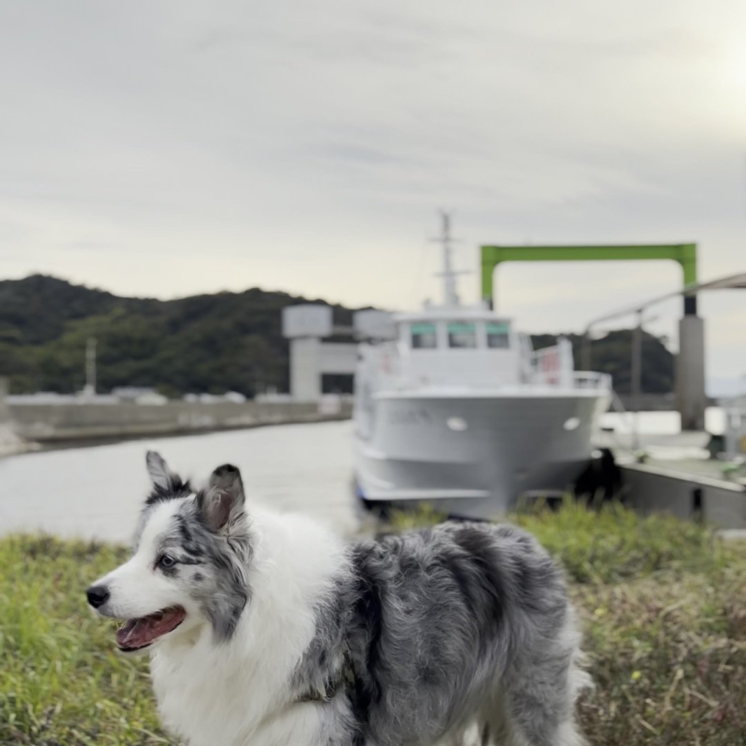 沼島（ぬしま）で犬連れ観光！淡路島から行ける離島の日帰りモデルコース完全ガイド