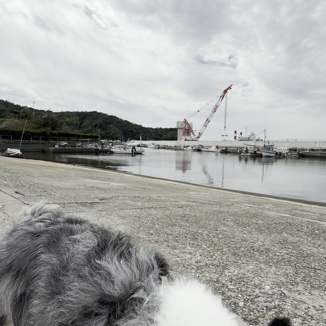 沼島の漁港で犬と散歩