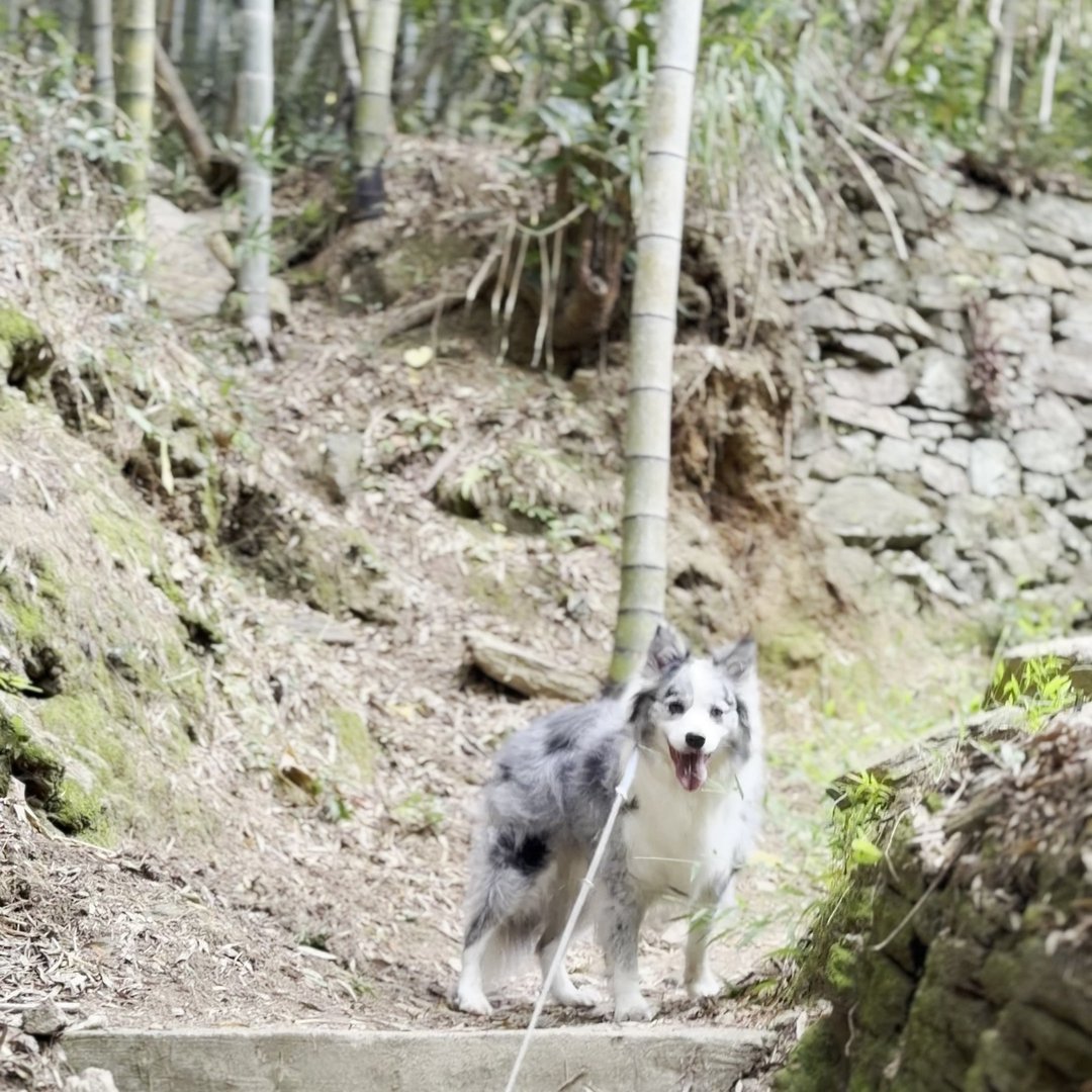 おのころ神社の竹林石段をわんこと登る