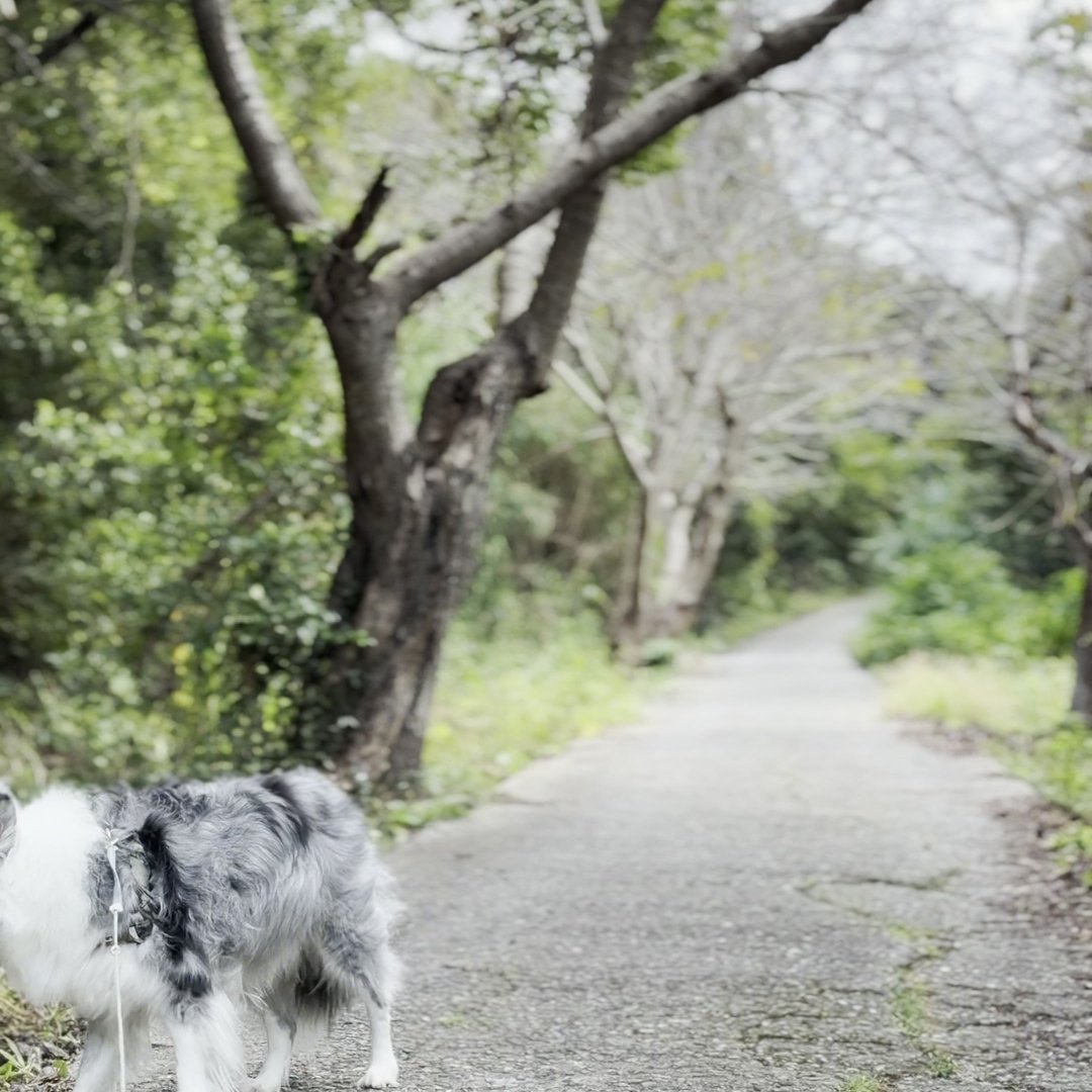沼島の桜並木をわんこと散歩