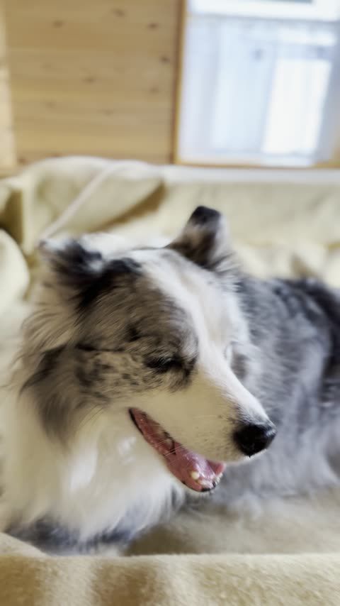 ぬか酵素Sun燦 ペット専用酵素浴室で愛犬と60分貸切