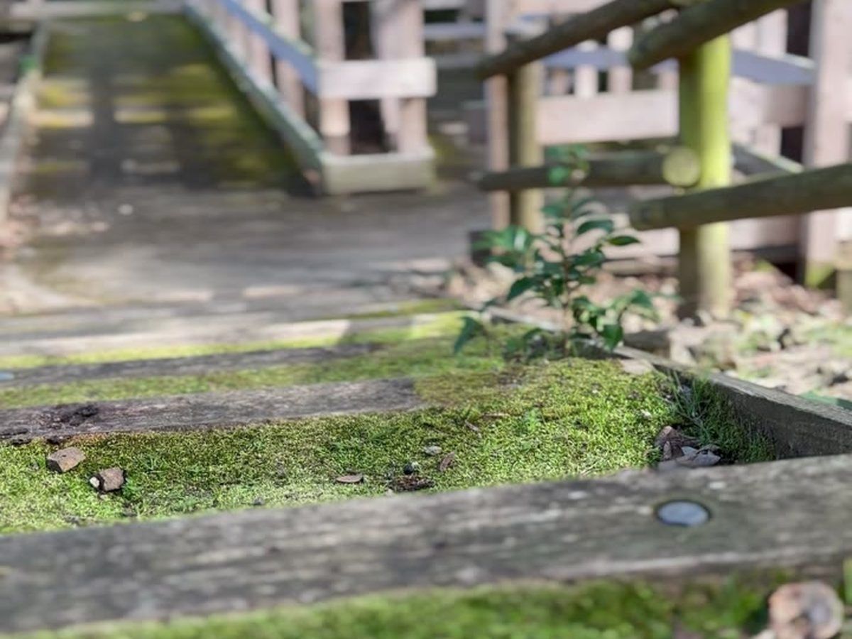 生石公園 散策路 木橋 苔 歴史遺構