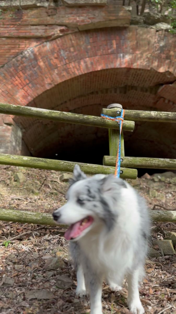 生石公園 旧陸軍由良要塞 煉瓦アーチと愛犬