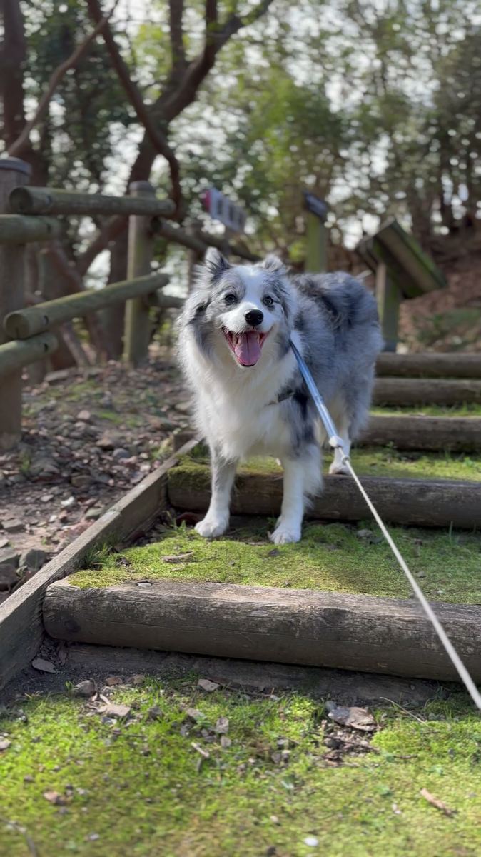 生石公園 散策階段を歩く愛犬