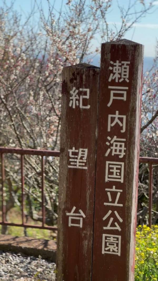 生石公園 紀望台と桜