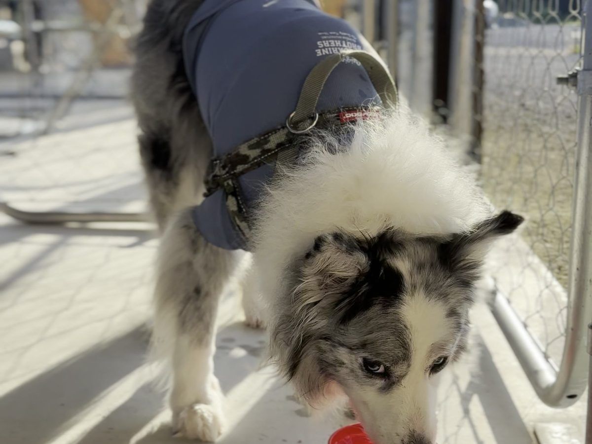 オロチュロ ドッグブース内でくつろぐ犬 淡路島カフェ