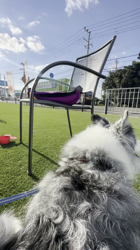 SHIMAUMA BURGER 淡路島本店 北淡IC直結・淡路島北部の犬連れランチ拠点