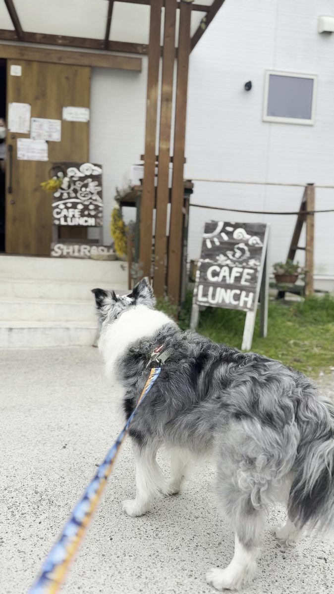しらす 入口で愛犬とテラスへ
