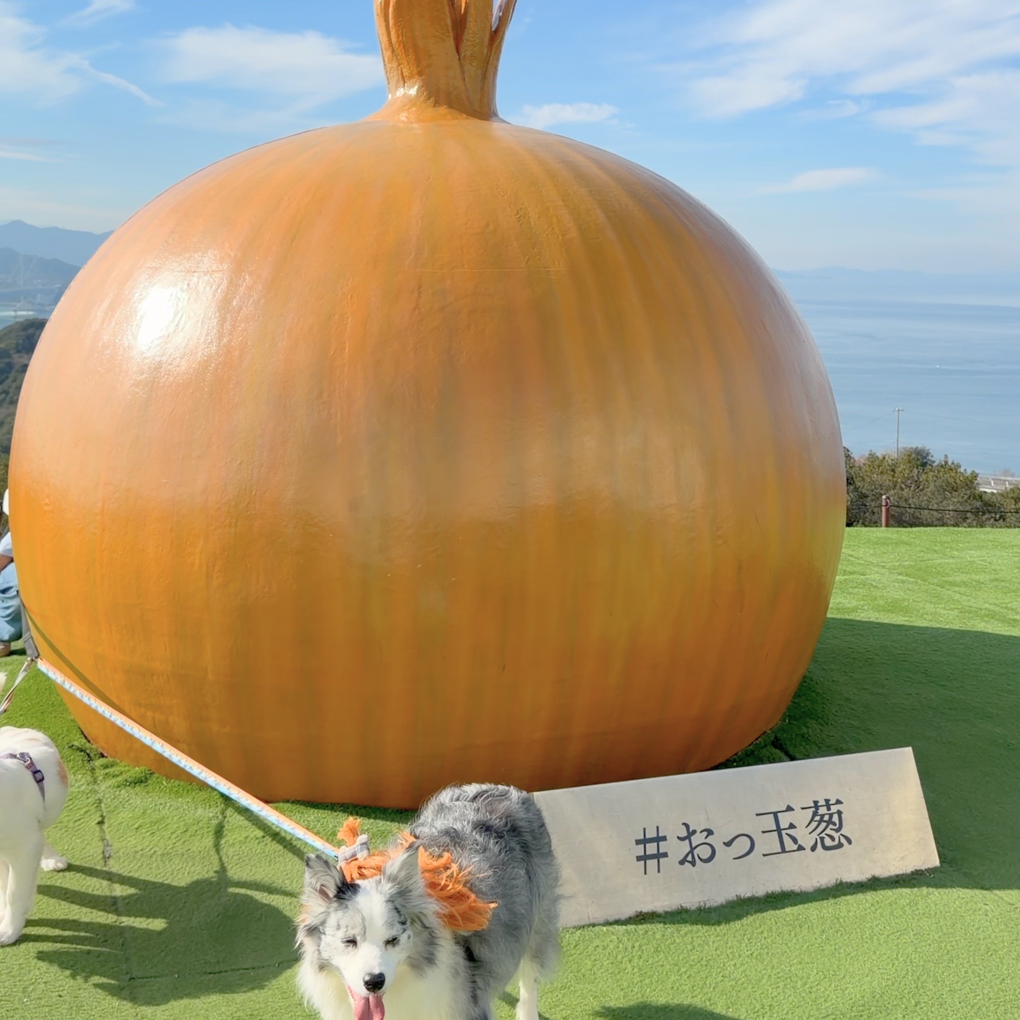 うずの丘 絶景ドッグラン 鳴門海峡