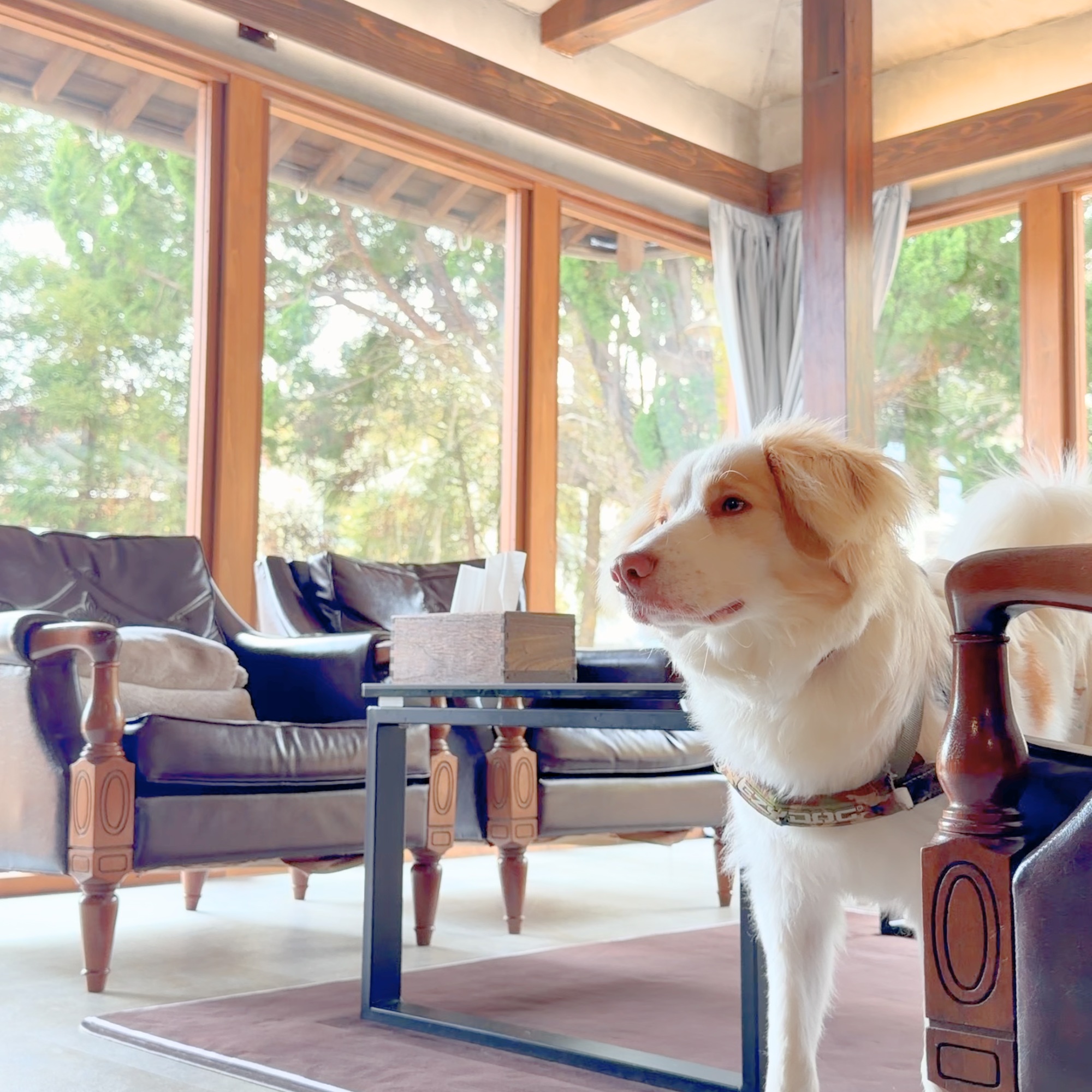 淡路と犬と宿 古民家 外観