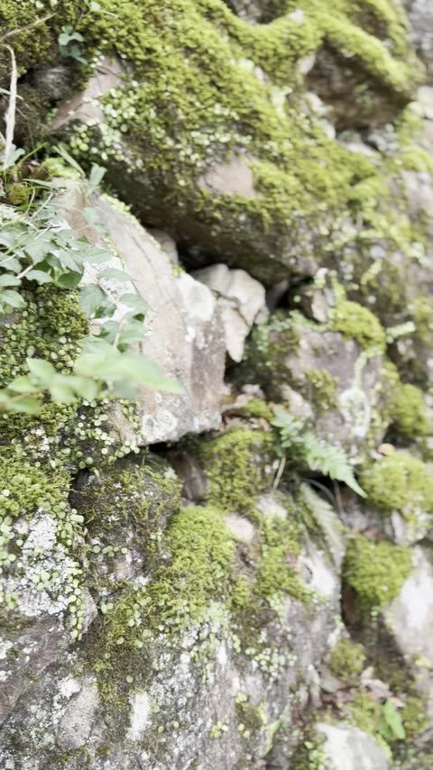 御城印・スタンプラリー・桜の見頃
