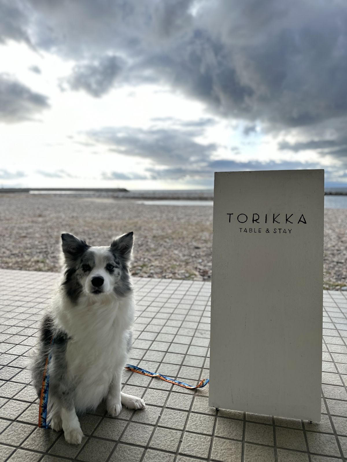 TORIKKA TABLE（トリッカテーブル）