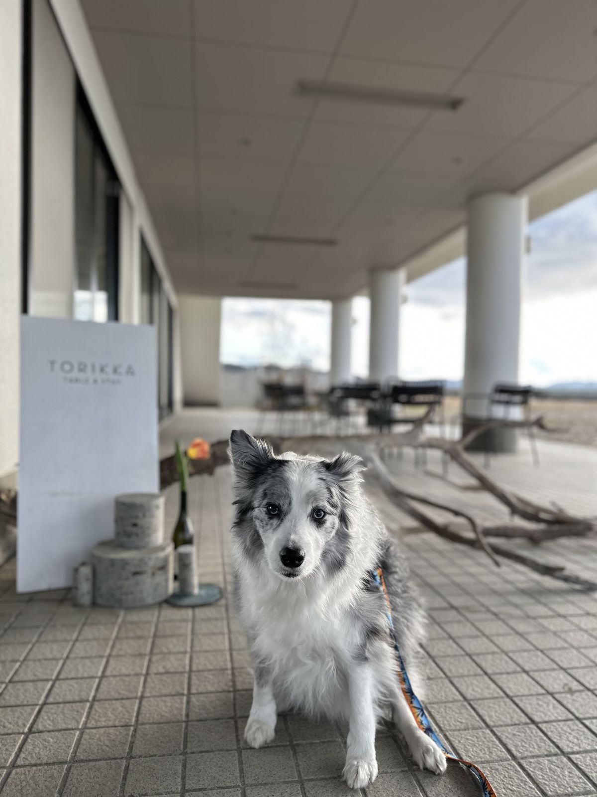 TORIKKA TABLE わんちゃんピッツァに愛犬大興奮