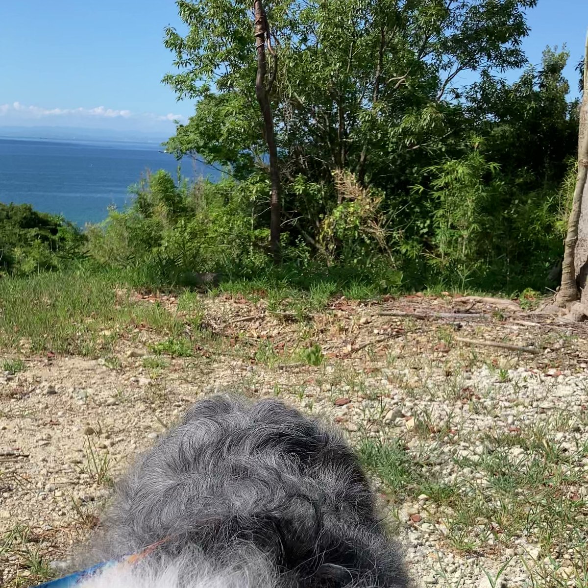 坂道茶家つきよみ 犬と海の景色 淡路島 丘の上カフェ