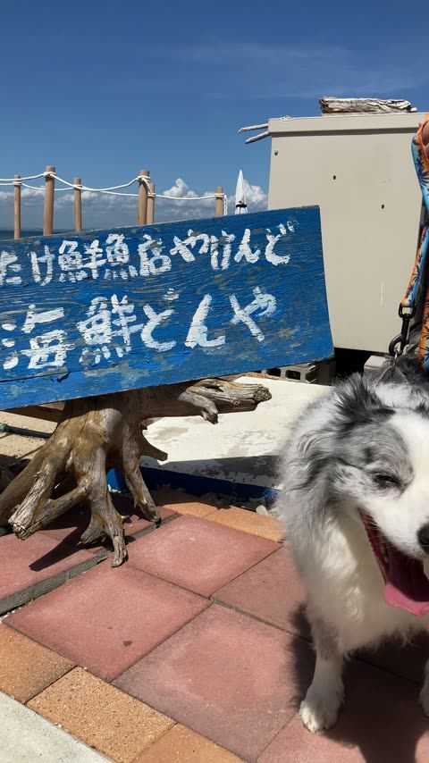 うおたけ鮮魚店やけんど海鮮どんや 40年超の鮮魚店が併設する海鮮食堂