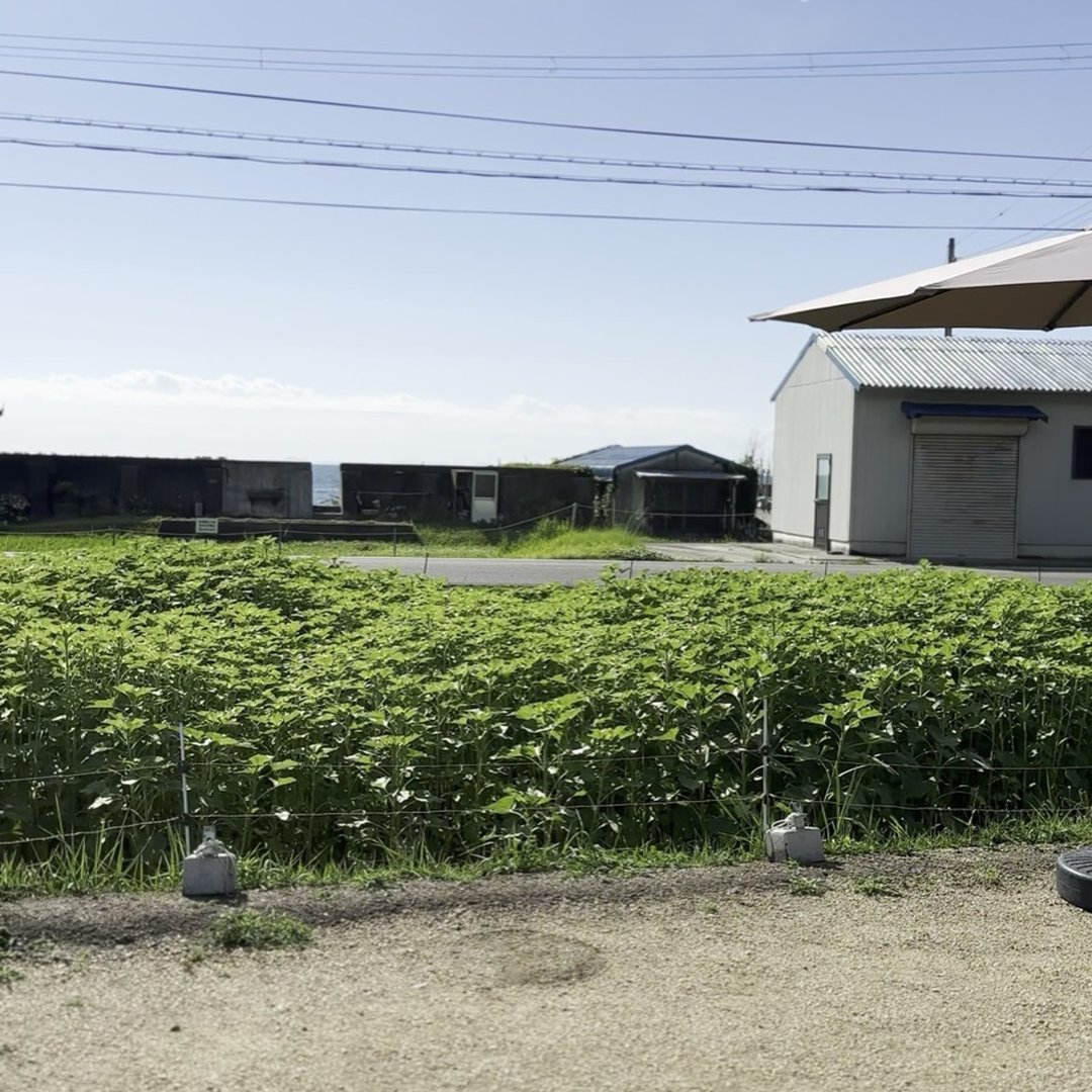 COFFEE BARN 前 ひまわり畑 BARNのひまわり 夏 淡路島