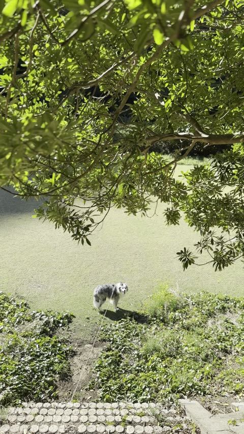 諭鶴羽ダム公園 春の桜800本——淡路島隠れた花見スポット
