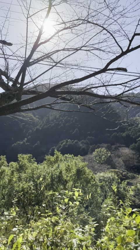 諭鶴羽ダム公園 初夏のホタル乱舞・秋の紅葉と四季の表情