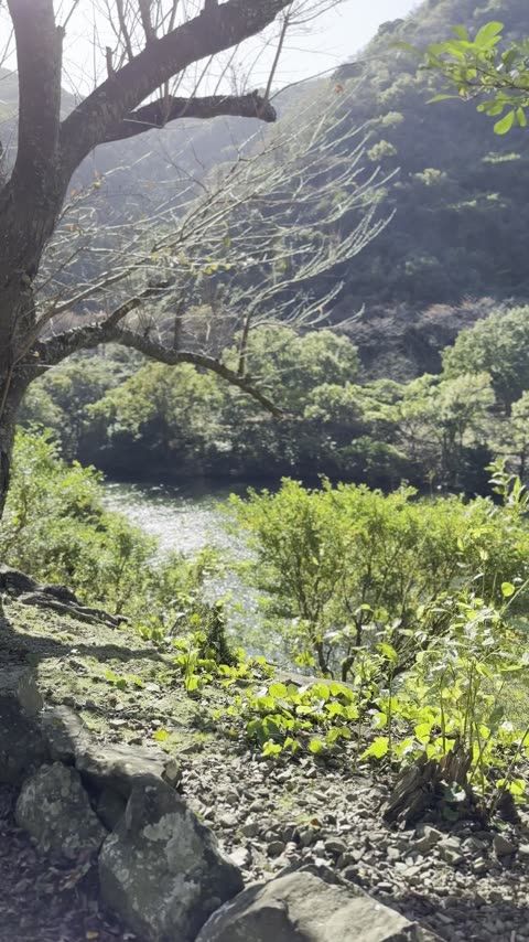 諭鶴羽ダム公園 湖外周ハイキング＆諭鶴羽山登山——愛犬と自然を歩く