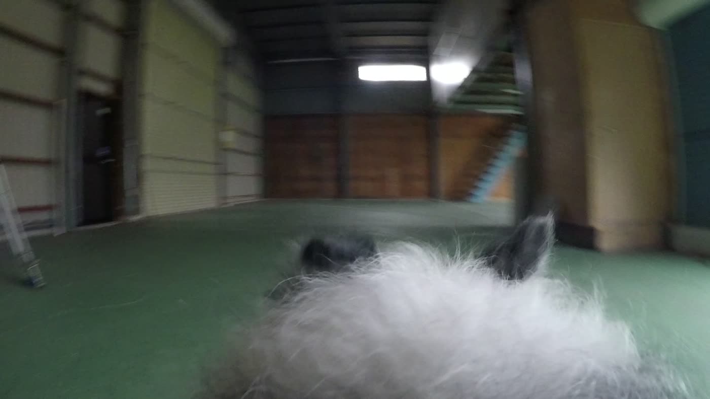 犬目線で見上げた倉庫の天井と窓