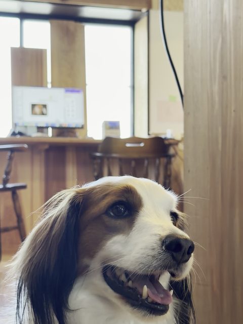 くつろぐ犬