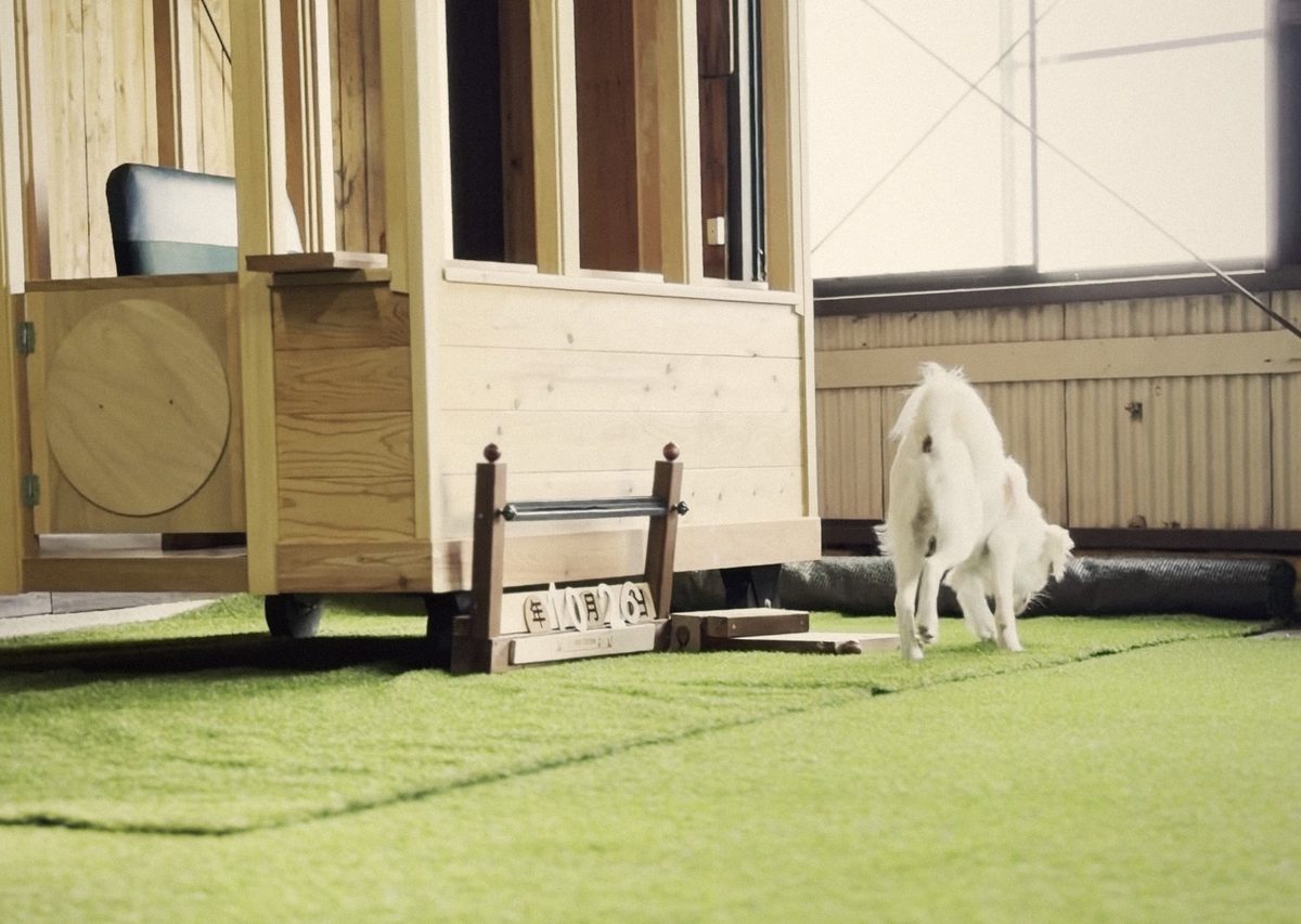 関西で犬のオフ会・貸切ができる室内ドッグラン｜淡路島 DOG STATION 料金・予約の流れ・会場選びのコツ
