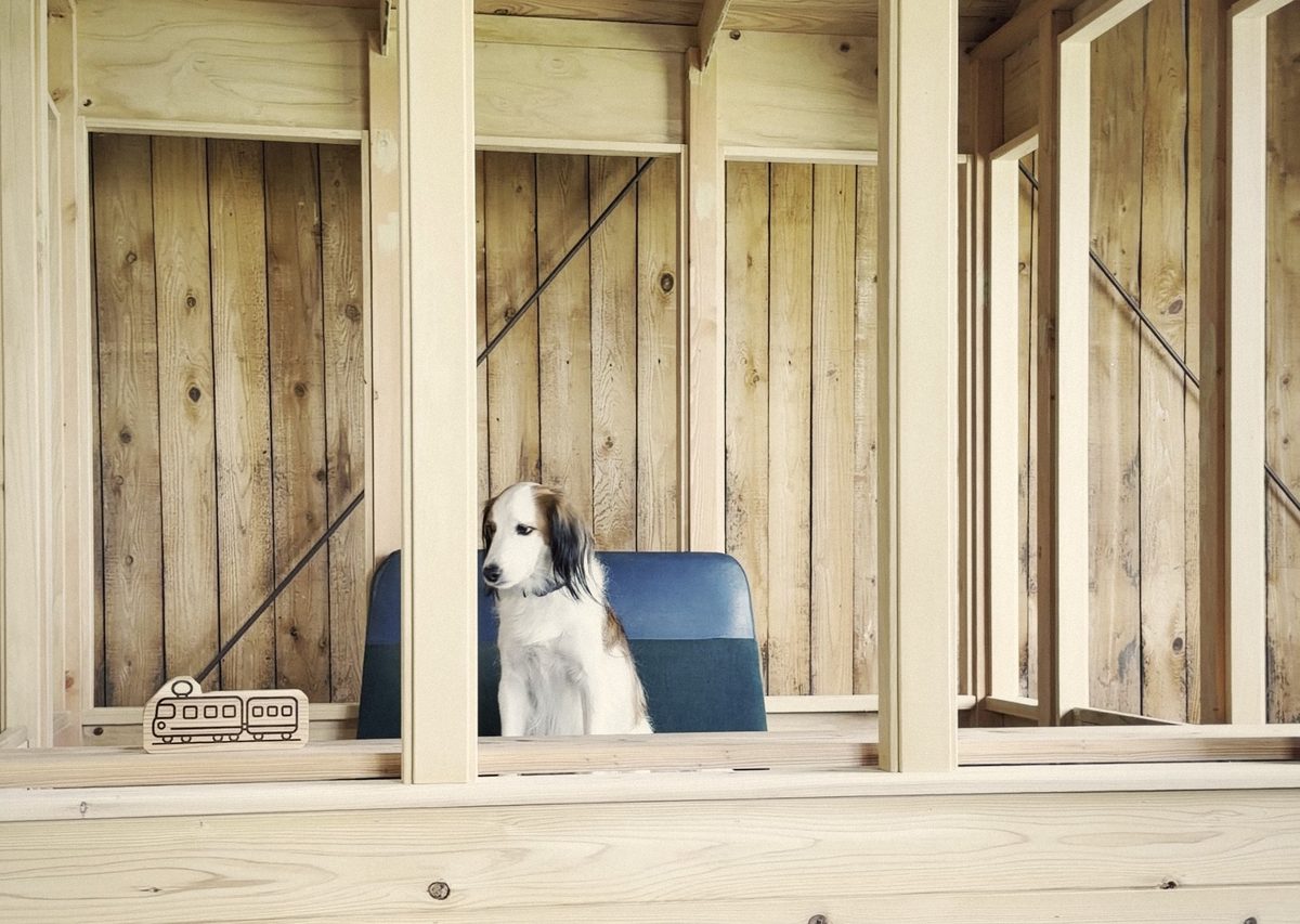 DOG STATION 電車の座席に座る犬