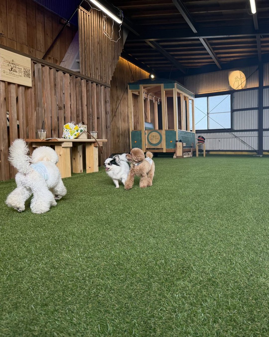 DOG STATION の室内ドッグランで遊ぶわんちゃんたちと木の電車